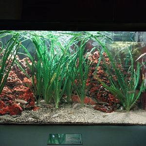 Palmiarni Poznan - Africa