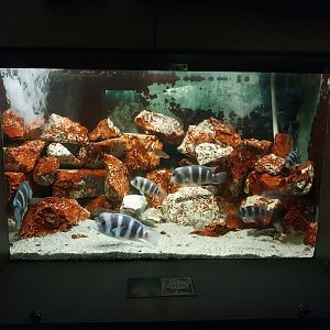 Palmiarni Poznan - Africa