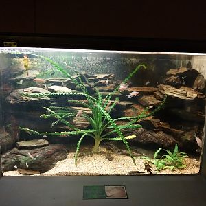 Palmiarni Poznan - Africa