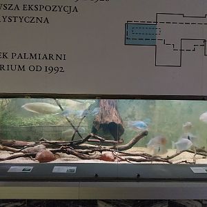 Palmiarni Poznan - Amercia