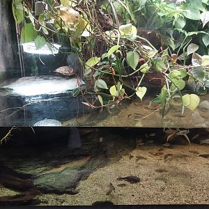 Palmiarni Poznan - Amercia