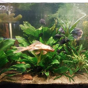 Palmiarni Poznan - Amercia