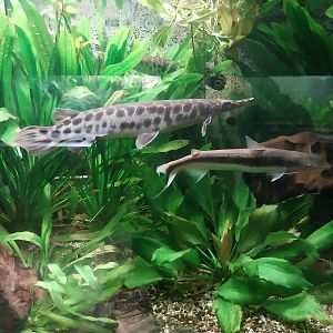 Palmiarni Poznan - Amercia