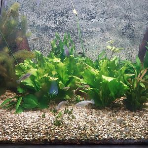 Palmiarni Poznan - Amercia