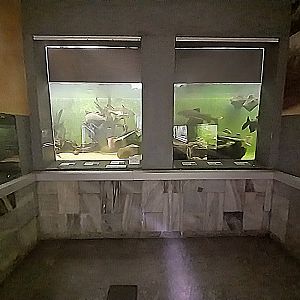 Palmiarni Poznan - America - Redtail Catfish and others