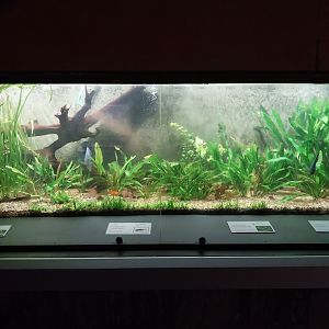 Palmiarni Poznan - America