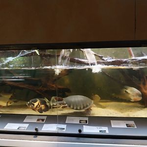 Palmiarni Poznan - Pig-nosed Turtle (Carettochelys insculpta)