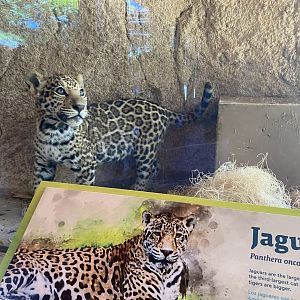 Rojo the Jaguar Cub