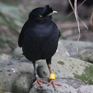 Crested Myna (Acridotheres cristatellus)