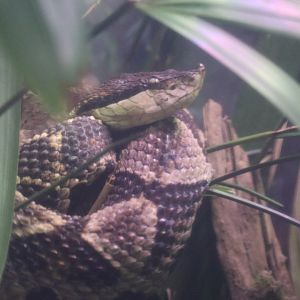 Hundred-pace Viper (Deinagkistrodon acutus)