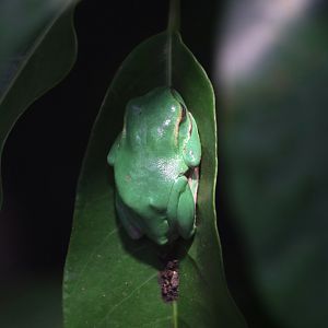 Emerald Tree Frog (Rhacophorus prasinatus)