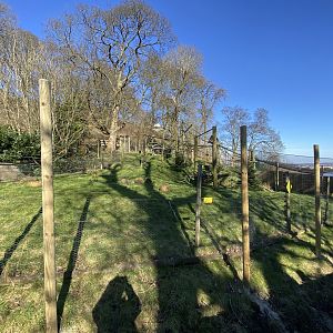 Colombian black spider monkey enclosure