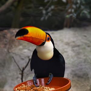 Toco Toucan (Ramphastos toco), 2025-02-27