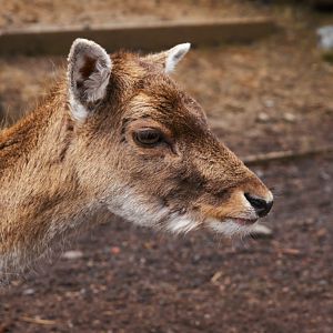 Common Fallow Deer (Dama Dama), 2025-02-27