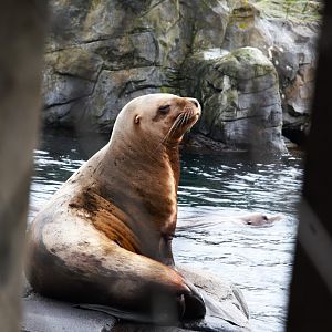 Steller Sea Lion (Eumetopias jubatus), 2025-02-27