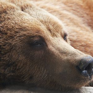 European Brown Bear (Ursus arctos arctos), 2025-02-27