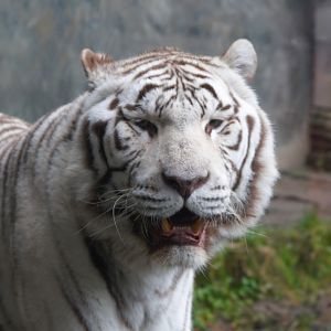 Tiger (Panthera Tigris), 2025-02-27
