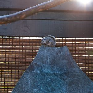 Siberian Flying Squirrel (Pteromys volans volans), 2025-02-27