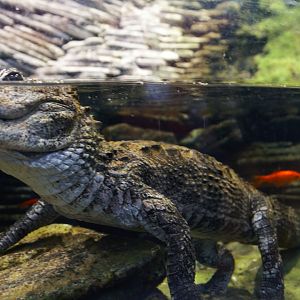 Chinese Alligator (Alligator sinensis), 2025-02-27