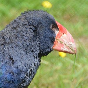 Takahe