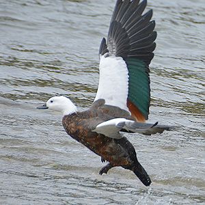 Female Paradise shelduck