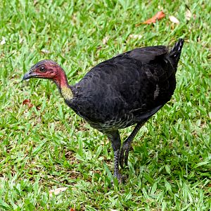 Australian Brush-Turkey