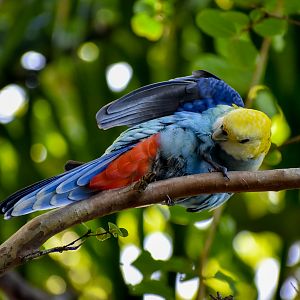 Pale-headed Rosella