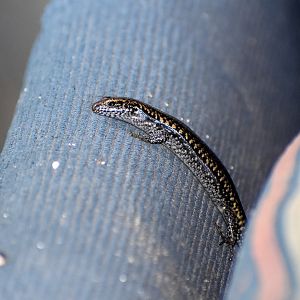 Dark Bar-sided Skink