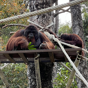 bornean orangutan exhibit ubon ratchathani zoo