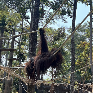 bornean orangutan exhibit ubon ratchathani zoo