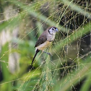 Double-barred Finch
