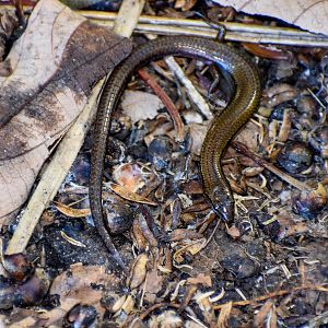 Scute-snouted Calyptotis, Calyptotis scutirostrum