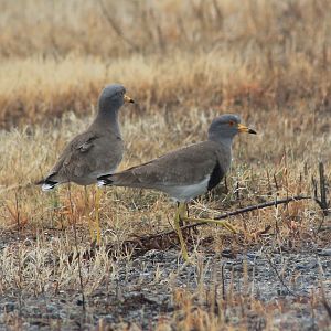 Grey-headed Lapwings (Vanellus cinereus)