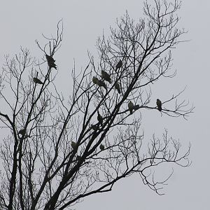 White-bellied Green Pigeons (Treron sieboldii)