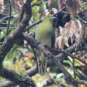 White-bellied Green Pigeon (Treron sieboldii)