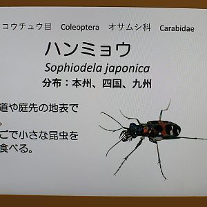 signage example - Minoh Park Insect Museum (Osaka)