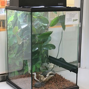 mantis terrarium - Minoh Park Insect Museum (Osaka)