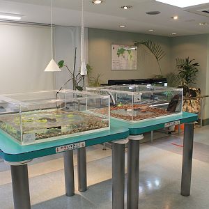 terrariums - Minoh Park Insect Museum (Osaka)