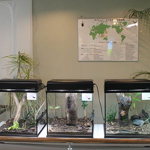 beetle terrariums - Minoh Park Insect Museum (Osaka)