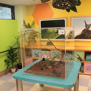 terrarium - Minoh Park Insect Museum (Osaka)