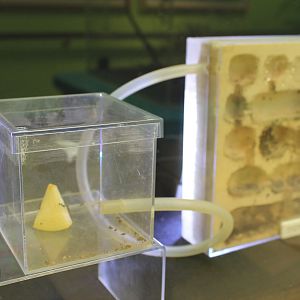 ant terrarium - Minoh Park Insect Museum (Osaka)