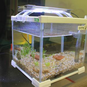 Water Spider terrarium - Minoh Park Insect Museum (Osaka)