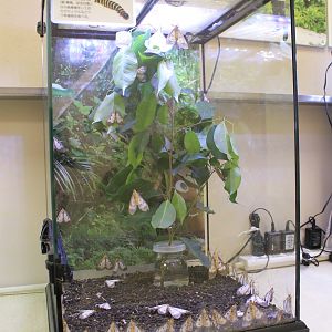 moth terrarium - Minoh Park Insect Museum (Osaka)