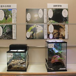 terrariums - Minoh Park Insect Museum (Osaka)