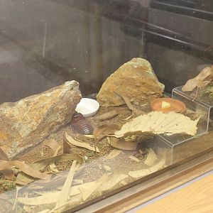 Rhinoceros Cockroach terrarium - Minoh Park Insect Museum (Osaka)