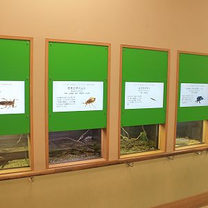 terrariums - Minoh Park Insect Museum (Osaka)