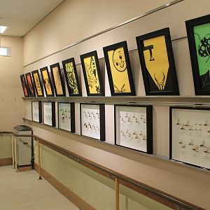 Pinned insect displays - Minoh Park Insect Museum (Osaka)