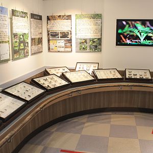 Pinned insect displays - Minoh Park Insect Museum (Osaka)