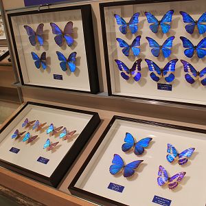 Pinned insect displays - Minoh Park Insect Museum (Osaka)