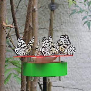 Butterfly House - Minoh Park Insect Museum (Osaka)